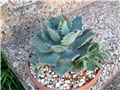 agave potatorum